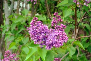 And 'Adelaide Dunbar' is a disease-resistant common lilac, with spikes of sweet-scented, double, purple flowers.