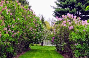When selecting a location for lilacs, choose one that has good air circulation to reduce the likelihood of fungal diseases, such as powdery mildew.