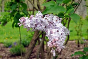 If enjoying them as cut flowers, cut the lilacs right at their peak, when color and scent are strongest, and place them in a vase as soon as possible.