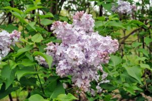Young lilacs can take up to three-years to reach maturity and bear flowers, so be patient.