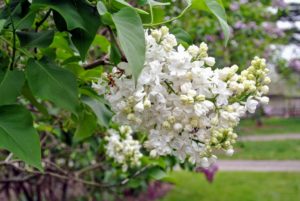 Lilacs should be pruned each year shortly after blooming has completed. At that time, remove spent flowers, damaged branches and old stems.