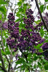 And, although lilacs display flowers among the most delicate of the ornamentals, some newer hybrid varieties can survive winter temperatures of 60-degrees-below-zero Fahrenheit.