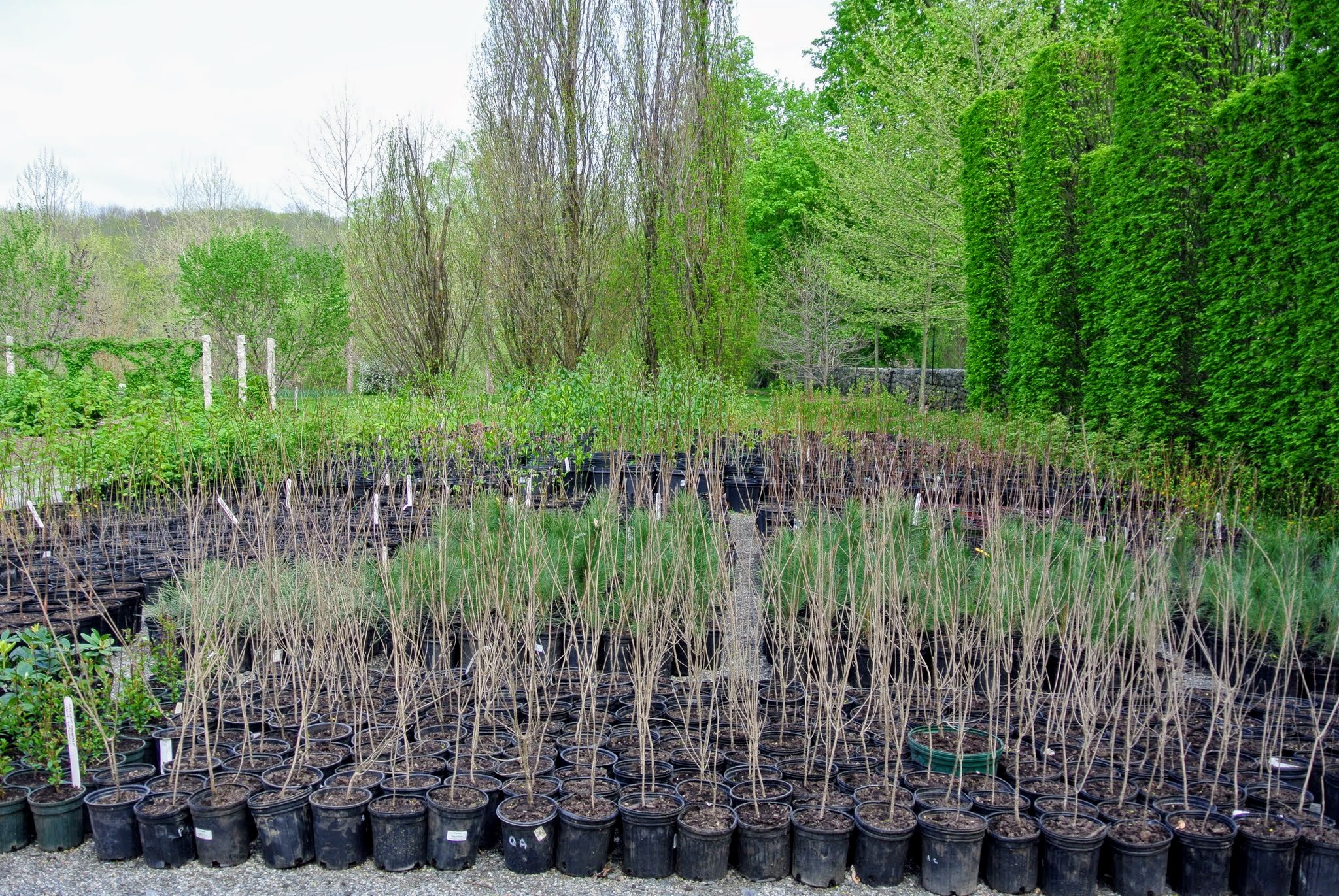The Martha Stewart Blog : Blog Archive : Planting Trees from Musser ...