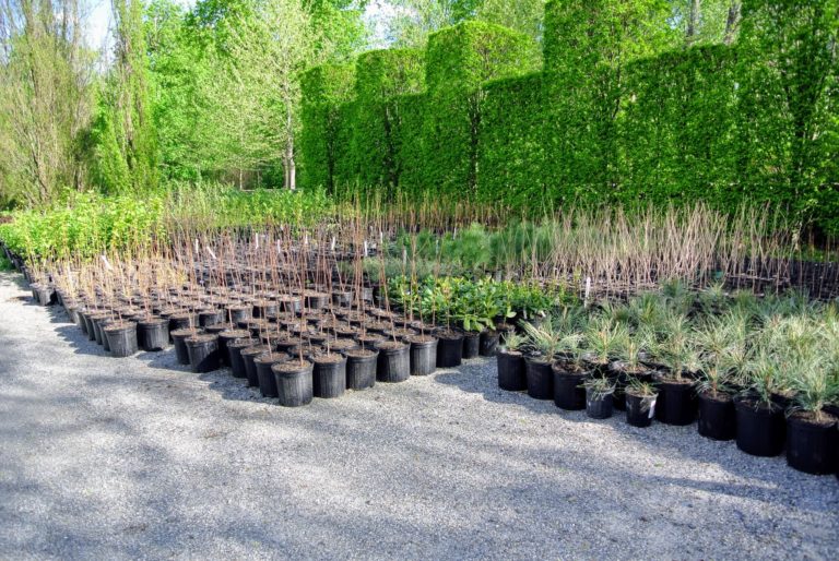 Planting Trees from Musser Forests, Inc. The Martha Stewart Blog