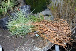 Healthy bare-root cuttings should not have any mold or mildew on the plants or on their packaging. The branches should be mostly unbroken, and roots, rhizomes, and other parts should feel heavy - not light and dried out.