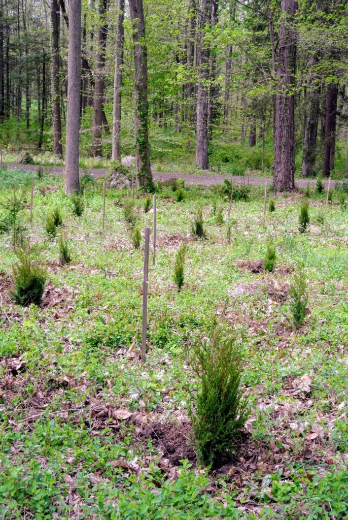 Planting Trees from Musser Forests, Inc. The Martha Stewart Blog