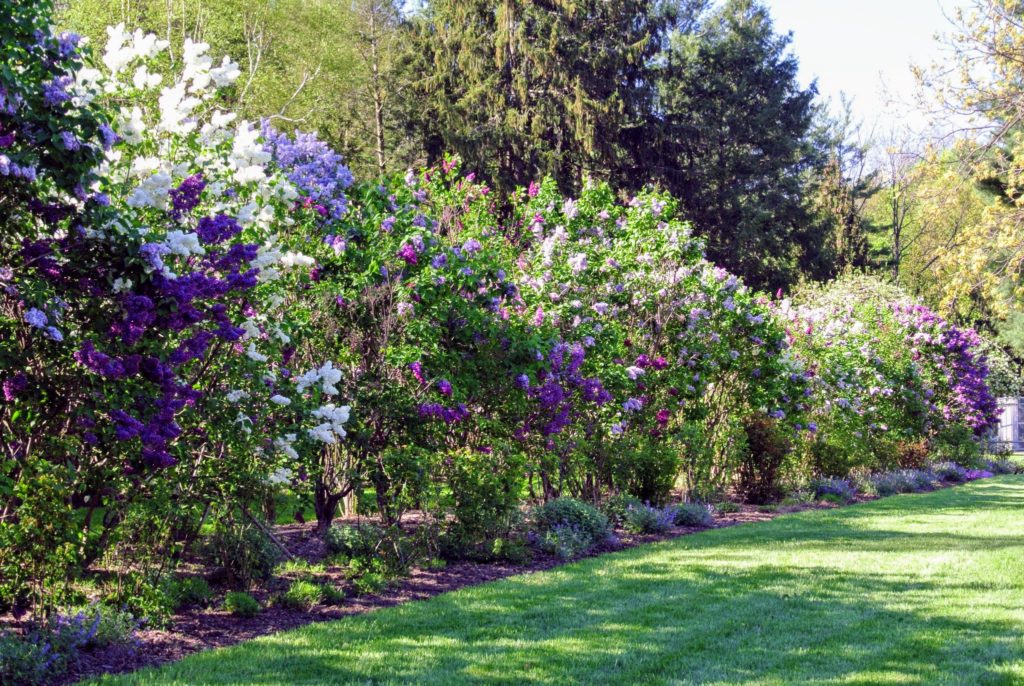 My Blooming Lilacs The Martha Stewart Blog