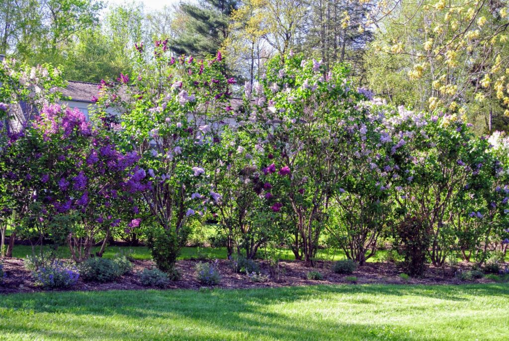 What Month Do Lilac Trees Bloom at Christy Chavez blog