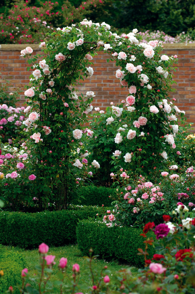 Planting More David Austin Roses - The Martha Stewart Blog