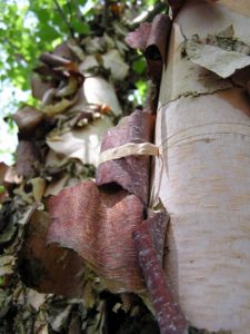 And the bark of Betula nigra 'Cully', a heritage river birch that is great for cold climates. (Photo by John Lewis)