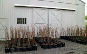 My outdoor grounds crew has been busy potting up thousands of bare-root tree cuttings. They are currently being stored in several areas of the farm. This section, from our friends at Broken Arrow Nursery in Hamden, Connecticut, sits in front of my hay barn. It's a collection of European beech trees, Fagus sylvatica ‘Dawyck Gold’.