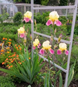 I love these pink and yellow iris blooms - so pretty. Irises require at least six to eight hours of direct sunlight. Some afternoon shade is beneficial in extremely hot climates, but in general irises do best in full sun.