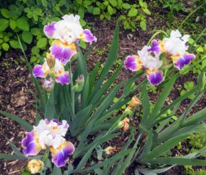 Iris flowers can begin blooming in late winter to early spring. A range of varieties provide extended color in the flower bed. Iris care is minimal once the growing iris is established. I have many iris cultivars growing in the garden.