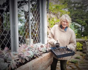 I love to plant uniquely shaped succulents in this ancient English stone trough. Many Echeveria species are popular as ornamental garden plants. They are drought-resistant, although they do better with regular deep watering and fertilizing. (Photo by Douglas Friedman @thefacinator)