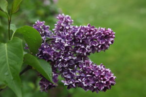 'Sensation', first known in 1938, is unique for its bicolor deep-purple petals edged in white on eight to 12-foot-tall shrubs. I just love this variety.
