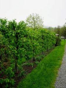 And so have my six Gravenstein apple espalier trees, Malus ‘Gravenstein’ - but, they still look so lush and green. Last year brought so few apples - we are all very excited for an abundant apple season this year.