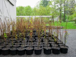 Most of the bare-root tree cuttings have now been potted and stored in various areas of the farm. I feel nurturing young seedlings in pots before transplanting into the ground gives them the best chance of survival.