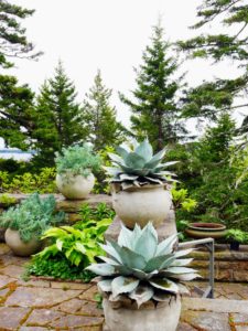 I love how all the agaves look together in this grouping. Agaves are exotic, deer-resistant, drought-tolerant plants. Agaves make wonderful container plants. We also planted Senecio, a genus of the daisy family that includes ragworts and groundsels. In the bed - wild ginger and hosta are thriving.