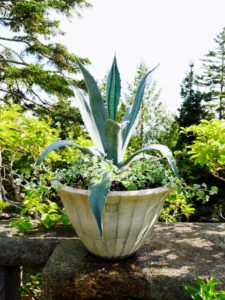 The large Lunaform urn looks wonderful with the agave and Helichrysum. Helichrysum is exceptionally easy to grow and doesn't need much fertilizing.