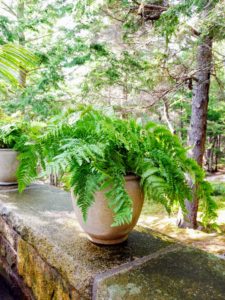 Ferns can add dramatic beauty to any planter. A fern is a member of a group of roughly 12-thousand species of vascular plants. In general, ferns are low-maintenance, hardy plants. They require lots of shade and ambient sunlight.