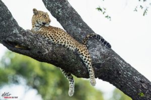 A stunning leopardess relaxes up a tree in the heart of the Delta.