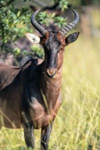Here is a tsessebe, Africa's fastest antelope! These animals can run nearly 50-miles per hour. Tsessebe are found primarily in Angola, Zambia, Namibia, Botswana, Zimbabwe, Swaziland, and South Africa.
