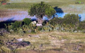 Here is a lechwe and an elephant feeding on an island, photographed from our helicopter.