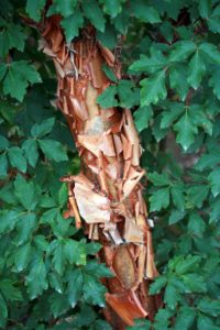 Acer griseum is also called paperbark maple. Paperbark maple is one of the finest of all peeling trees and looks outstanding grown in clump-form. It has attractive green-gold blooms in the spring, and vibrant orange-red fall color. (Photo by John Lewis)