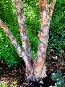 This is the bark of a mature river birch, Betula nigra 'Select'. (Photo by John Lewis)