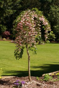 This is a photo of a flowering Styrax japonicus Marley's Pink at JLPN. John Lewis, the owner of JLPN, discovered this cultivar and named it after his daughter. (Photo by John Lewis)
