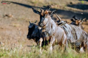 A small group of wildebeest play in the early morning sunlight. Wildebeests, also known as gnus, belong to the family Bovidae, which includes antelopes, cattle, goats, sheep and other even-toed horned ungulates.