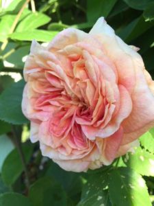 'Alchymist' is an apricot color with a strong fragrance. It has large, very full, quartered blooms. It is a very healthy variety that's extremely disease resistant. (Photo courtesy of Northland Rosarium)