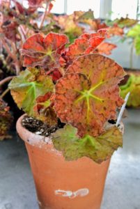 This is Begonia 'Desert Dream' - a Logee’s exclusive hybrid that has amazing multi-colored leaves depending on light level and season. Begonia ‘Desert Dream’ has sunburnt orange leaves complemented by its deeply curled Aztec clay-colored, earth tone leaves.