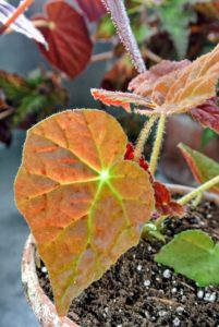 The pronounced chartreuse veining gives ‘Desert Dream’ a splash of color that makes this begonia stand out among others. It will look fantastic in my collection.