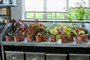 This is such a wonderful collection of tropical plants.