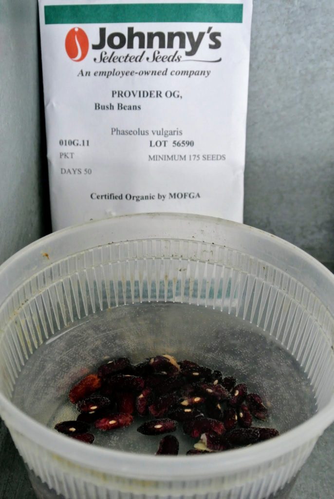 Planting Beans in the Vegetable Garden The Martha Stewart Blog