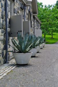 This year, behind the stable, I decided to plant some giant agaves in large pots - I think they look great here.
