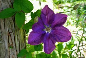 Once established, clematis should be watered about an inch or so weekly, and more deeply during dry spells.