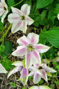 Clematis prefer moist, well-drained soil that's neutral to slightly alkaline in pH.