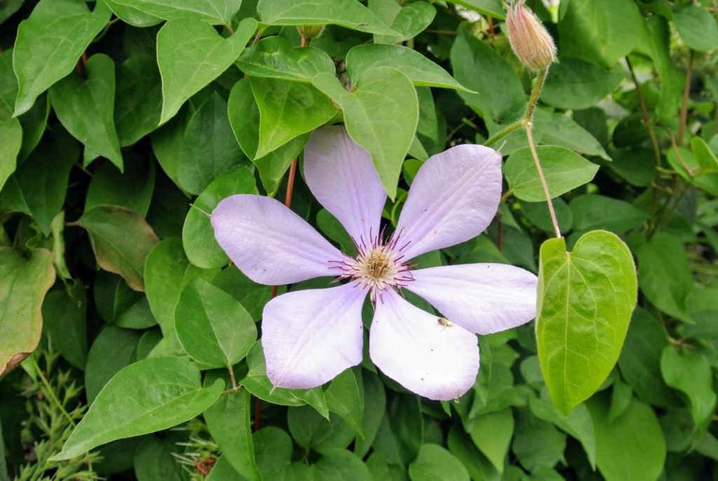 Blooming Clematis at My Farm The Martha Stewart Blog
