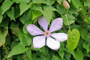 Some clematis cultivars will bloom in partial shade, but to really thrive, they need at least six-hours of sun each day.