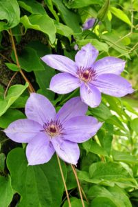 The standard clematis flower has six or seven petals, measuring five to six inches across. Colors range from lavender to deep purple, white to wine red, and even a few in yellow.