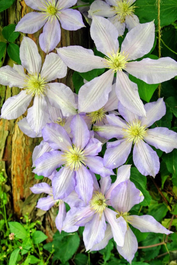Blooming Clematis at My Farm The Martha Stewart Blog