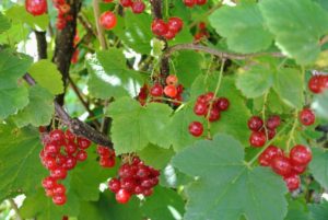 When grown, red currants should be trained as open-centered bushes, with enough room to spread, so light and air can flow freely around the branches.