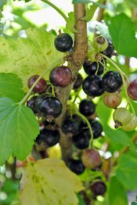 The best time to pick black currants is when they are dry and ripe. The varieties of black currants in my garden include 'Ben Sarek' and 'Ben Lomond.'