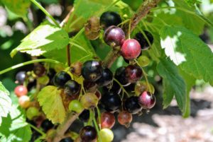 When ripe, black currants are dark purple in color, with glossy skins.