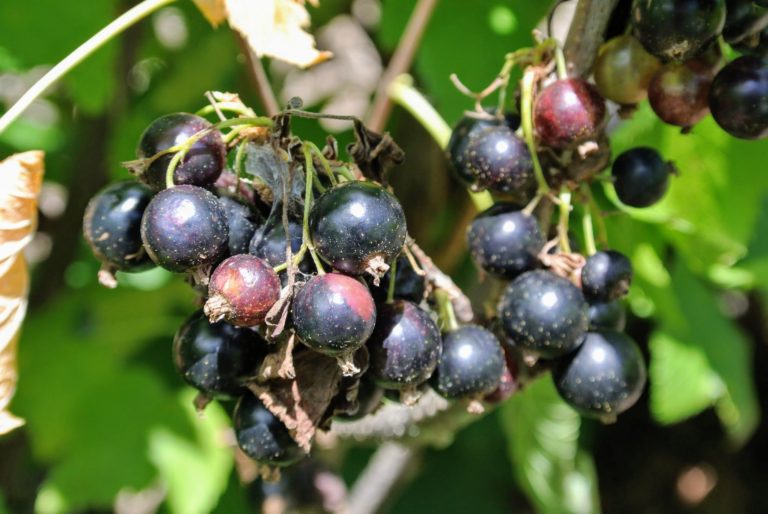 Picking Currants - The Martha Stewart Blog