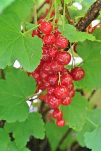 'Jonkheer Van Tets' is a red currant variety from Holland. It's known for its highly rated flavor and fruit size. The 'Jonkheer Van Tets' bush is hardy, upright and great for easy-picking.