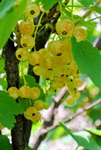 White currants are the classic ingredient in the highly known Bar-le-duc or Lorraine jelly.