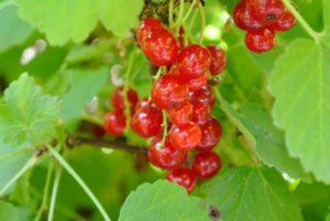 The tart flavor of red currant fruit is slightly greater than its black currant relative, but with the same sweetness.